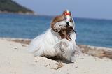 SHIH TZU 079